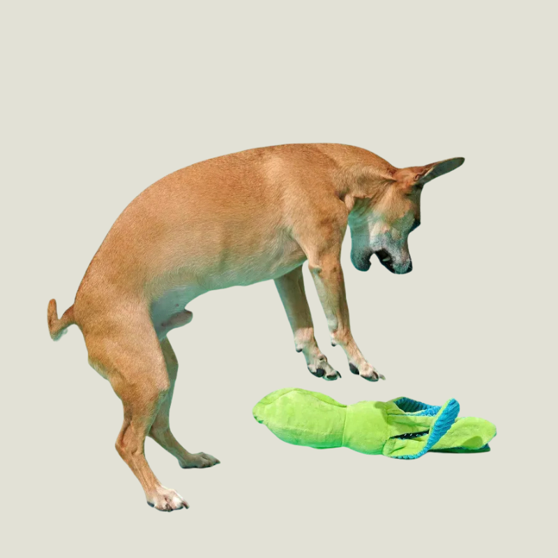 BARK Billy The Squid Dog Toy - Green