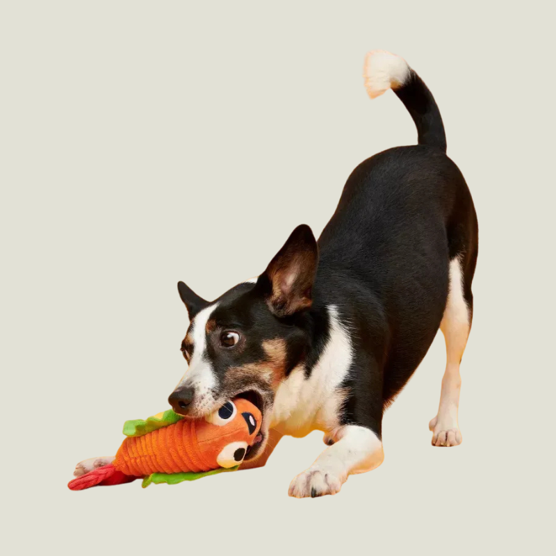 BARK Eduardo The Shrimp Taco Dog Toy