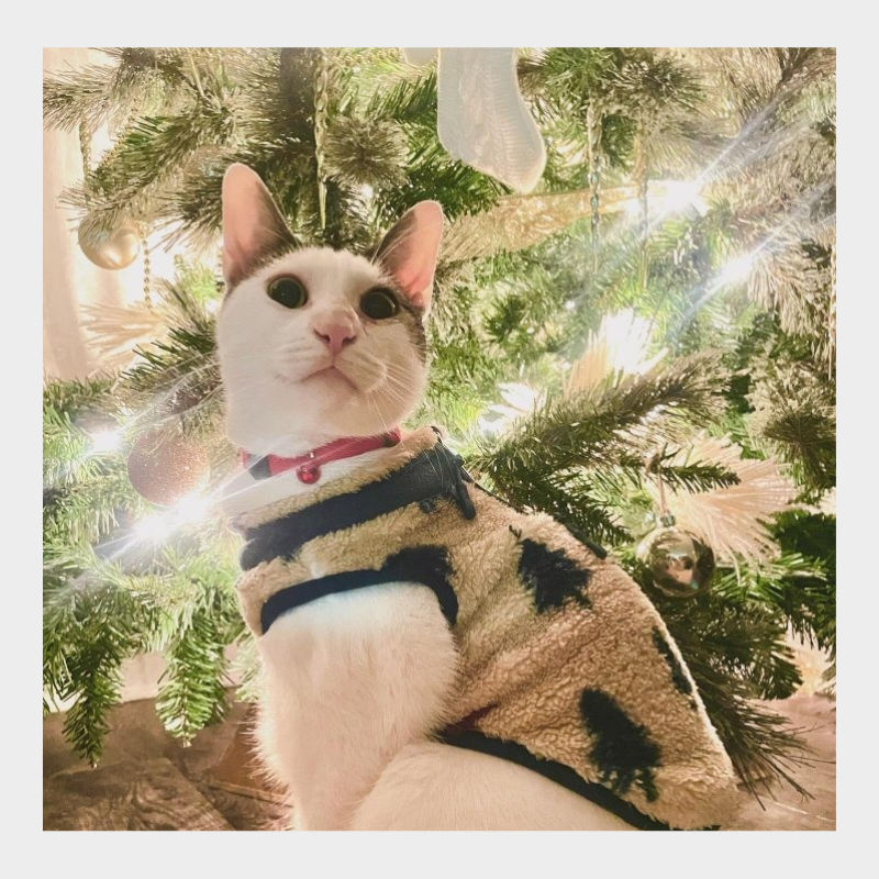 Trees and Wildlife Faux Shearling Dog and Cat Jacket - Wondershop™