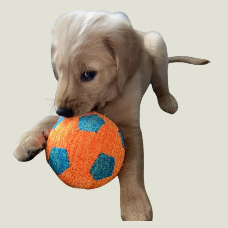NERF X-Weave Soccer Squeak Ball Dog Toy - Orange/Blue - S