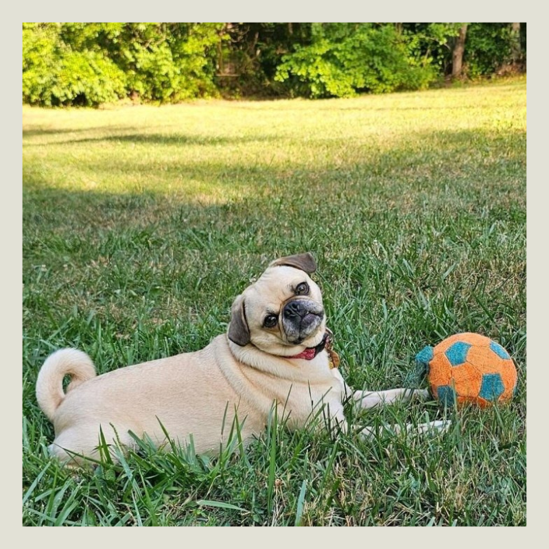 NERF X-Weave Soccer Squeak Ball Dog Toy - Orange/Blue - S