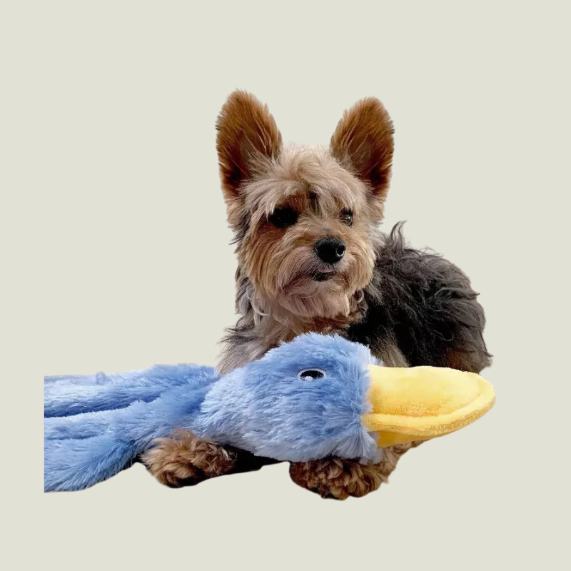 Link Active Crinkle Dog Toy for Small, Medium, and Large Breeds, Cute No Stuffing Duck with Soft Squeaker (2 Pack)